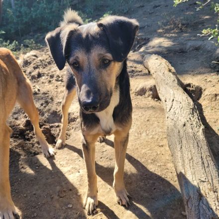 MILO vom Schatten ins Leben