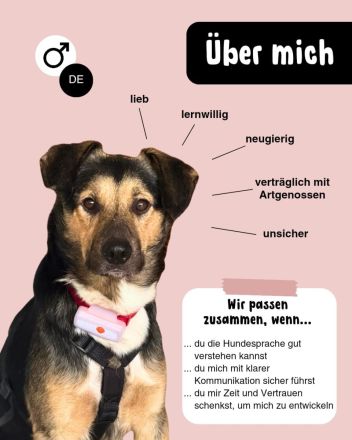 MILO vom Schatten ins Leben