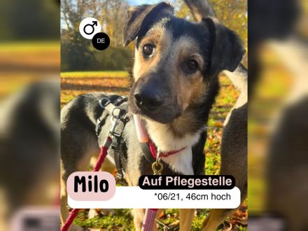 MILO vom Schatten ins Leben