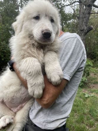 Pyrenäenberghund Welpen suchen ein neues geeignetes zu Hause