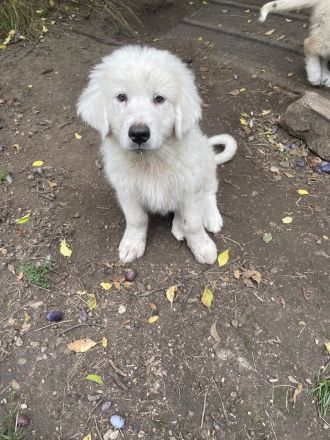 Pyrenäenberghund Welpen suchen ein neues geeignetes zu Hause
