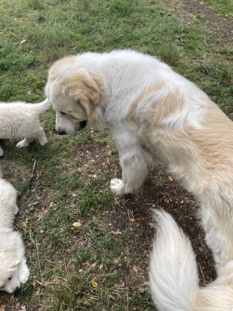 Pyrenäenberghund Welpen suchen ein neues geeignetes zu Hause