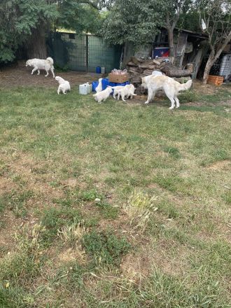 Pyrenäenberghund Welpen suchen ein neues geeignetes zu Hause