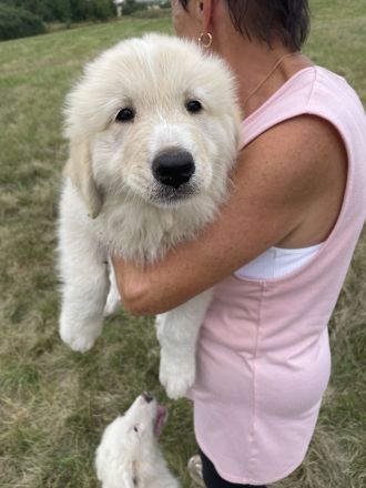 Pyrenäenberghund Welpen suchen ein neues geeignetes zu Hause