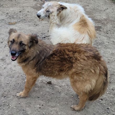 MINU sucht ihre Familie