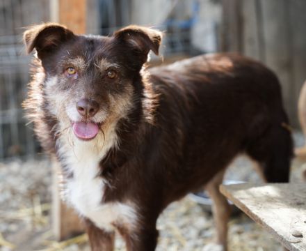 SHIRA - freundliche Hündin