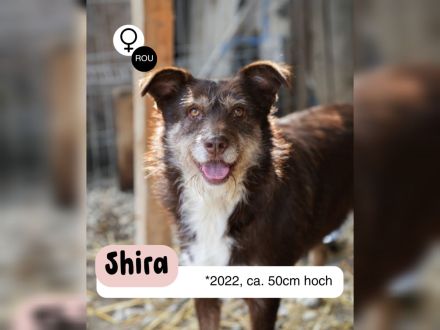 SHIRA - freundliche Hündin
