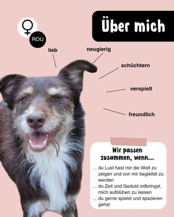 SHIRA - freundliche Hündin