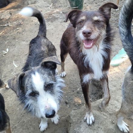 SHIRA - freundliche Hündin