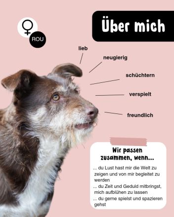 SHIRA - freundliche Hündin