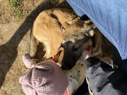 Familienhund sucht sein Heim 🤎 Welpe