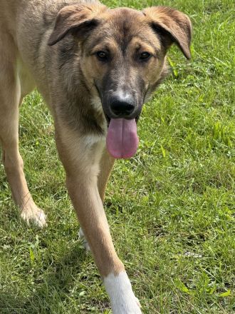 Familienhund sucht sein Heim 🤎 Welpe