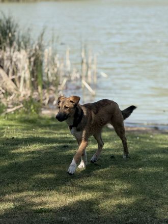 Familienhund sucht sein Heim 🤎 Welpe
