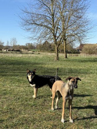 Familienhund sucht sein Heim 🤎 Welpe