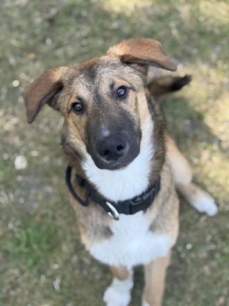 Familienhund sucht sein Heim 🤎 Welpe