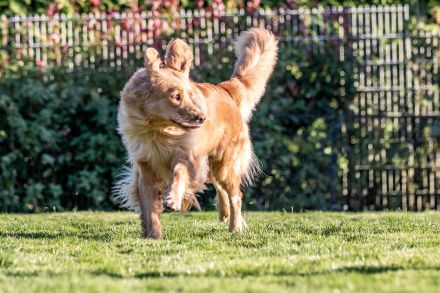 Rot blonder Hovawart Rüde aus 20 Jahren Zucht