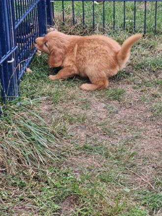 Rot blonder Hovawart Rüde aus 20 Jahren Zucht