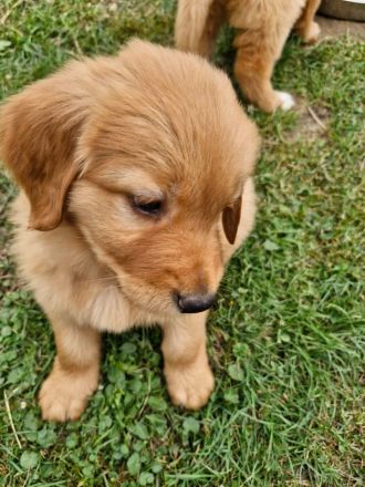 Rot blonder Hovawart Rüde aus 20 Jahren Zucht