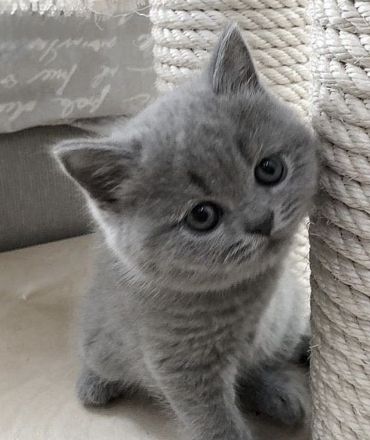 Süßes BKH Kitten sucht neues Zuhause