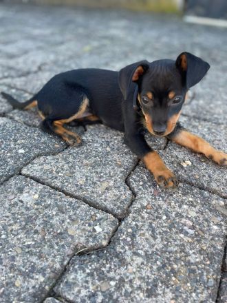 Zwergpinscher