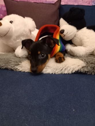 Zwergpinscher