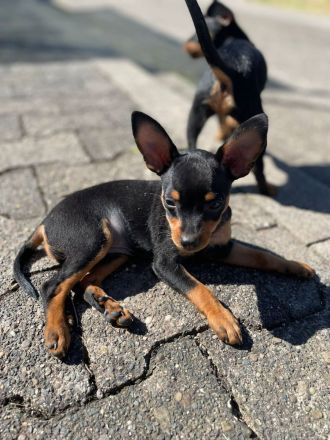 Zwergpinscher