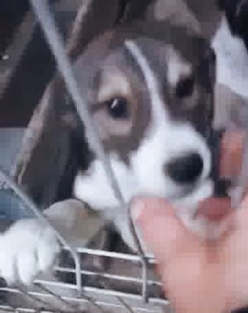 Wer gibt Tory eine Chance?