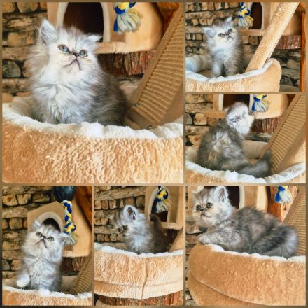Auszugbereit,Perserkitten,reinrassig mit Stammbaum