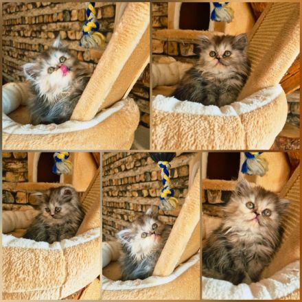 Auszugbereit,Perserkitten,reinrassig mit Stammbaum