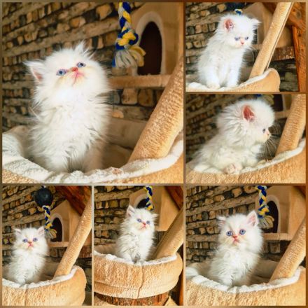 Auszugbereit,Perserkitten,reinrassig mit Stammbaum