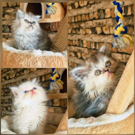 Auszugbereit,Perserkitten,reinrassig mit Stammbaum