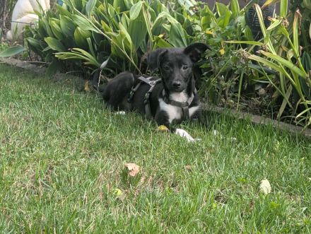 Kiki sucht ihre Familie❤️