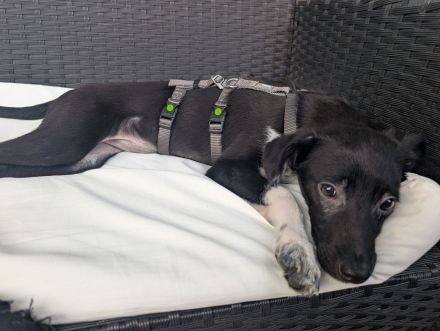 Kiki sucht ihre Familie❤️