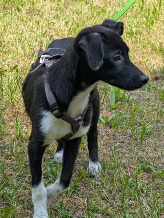 Kiki sucht ihre Familie❤️