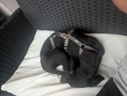 Kiki sucht ihre Familie❤️