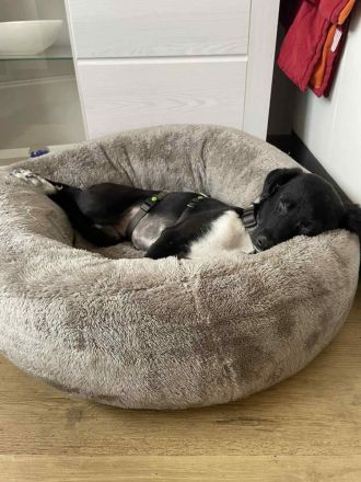 Kiki sucht ihre Familie❤️