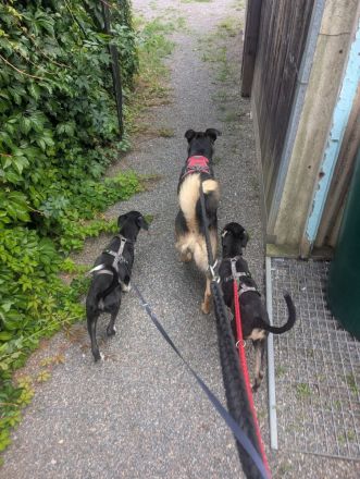 Kiki sucht ihre Familie❤️