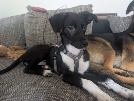 Kiki sucht ihre Familie❤️