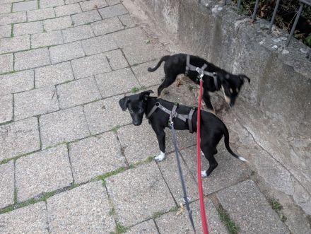 Kiki sucht ihre Familie❤️