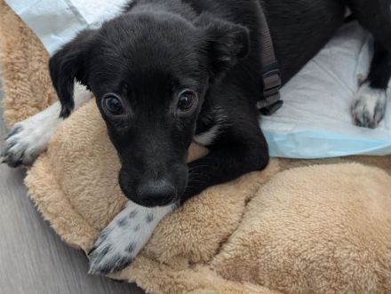 Kiki sucht ihre Familie❤️