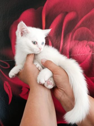 Britische Kurzhaar kitten bereit zur Abgabe