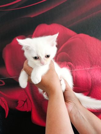 Britische Kurzhaar kitten bereit zur Abgabe