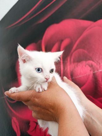 Britische Kurzhaar kitten bereit zur Abgabe