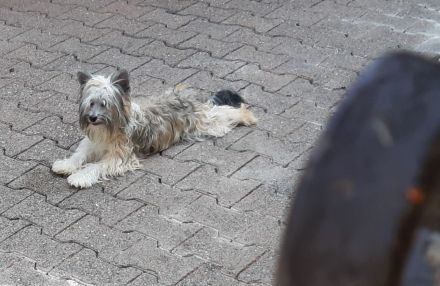 Powderpuff Hündin Tao