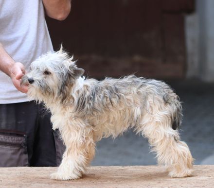 Powderpuff Hündin Tao