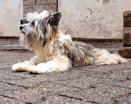 Powderpuff Hündin Tao