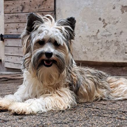 Powderpuff Hündin Tao