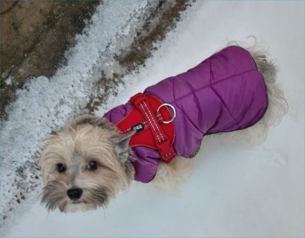 Powderpuff Hündin Tao