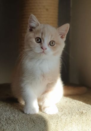 Bkh of Triple Chocolate