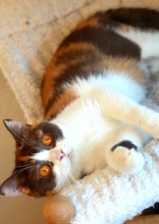 Bkh of Triple Chocolate